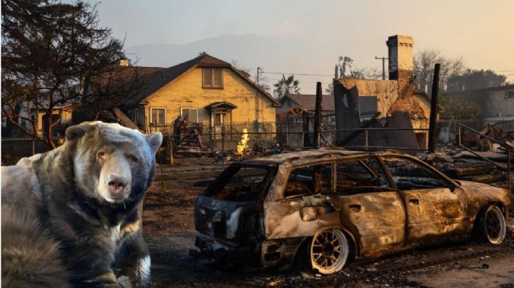 Hombre encuentra a oso viviendo en su casa; se estaba resguardando de incendios forestales