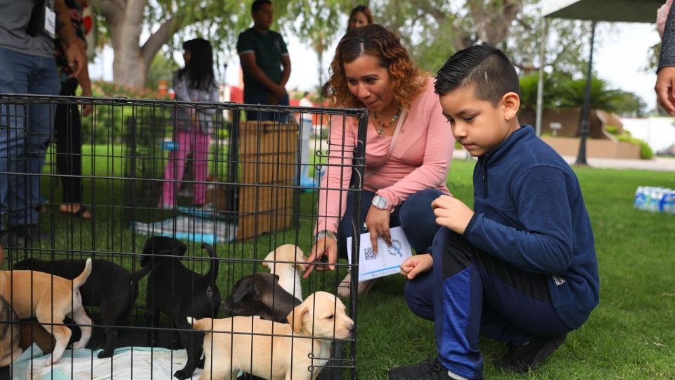 Acude y bríndale una familia a un perrito o a un gatito.