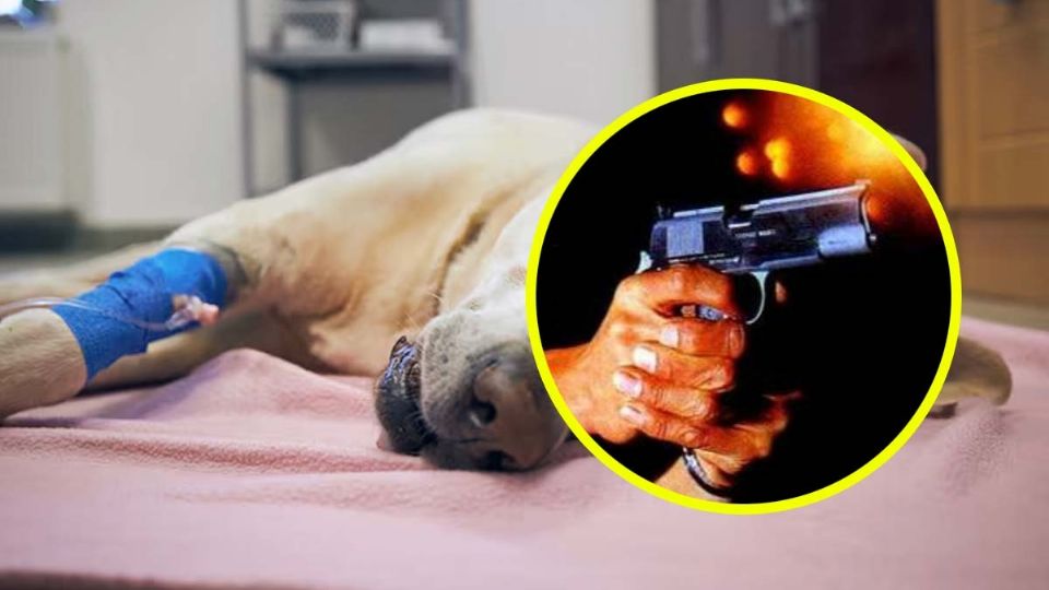 Hombre es detenido tras darle balazo a un perro