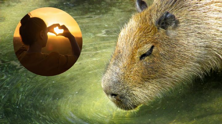Capibaras: 7 datos curiosos sobre el enorme roedor que está de moda