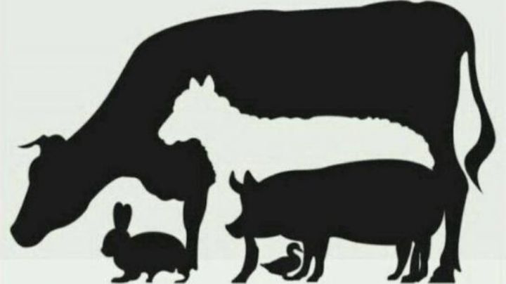 ¿Cuántos animales ves?, descubre qué significa ver menos que las demás personas