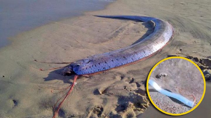 Pez remo aparece en Baja California Sur; ¿significa el fin del mundo? | VIDEO