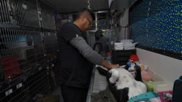 Comenzó campaña de esterilización de perros y gatos callejeros en Nuevo Laredo