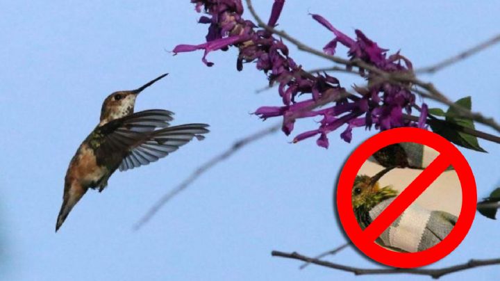 Hasta 9 años de cárcel para quienes usen colibríes en rituales, advierte Profepa