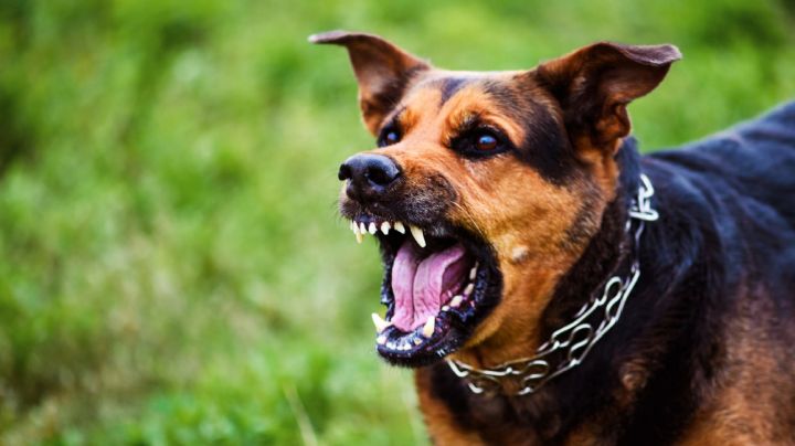 ¿Fuiste atacado por un perro?; esto es lo que debes hacer