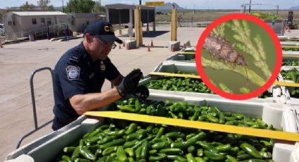 CBP detiene a persona que quería cruzar frutas a Estados Unidos; encuentran algo inesperado