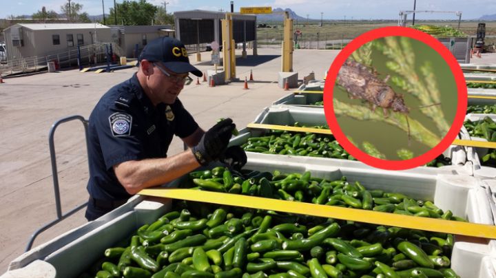 CBP detiene a persona que quería cruzar frutas a Estados Unidos; encuentran algo inesperado
