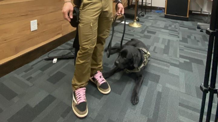 Conoce a Onyx, el labrador adiestrado que trabaja con la Policía de Laredo