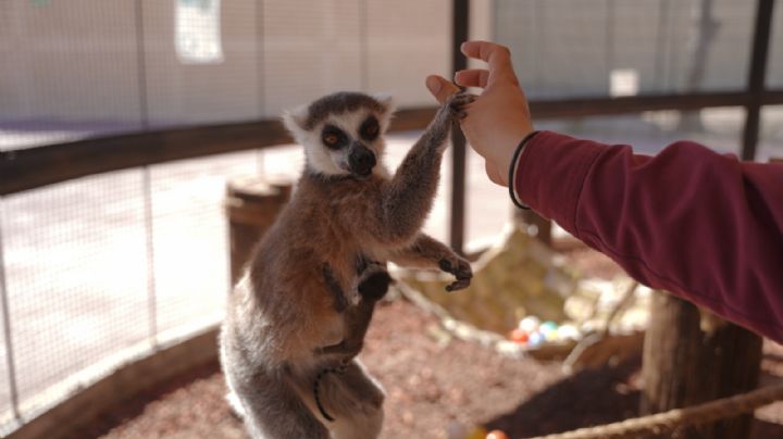 Zoológico de Nuevo Laredo tiene nuevos inquilinos; nacen crías de hipopótamo y lémur