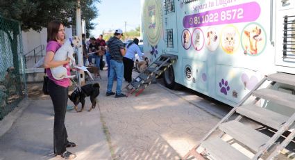 Invitan a esterilización gratis de gatos y perros; requisitos, fechas de la campaña y lugar