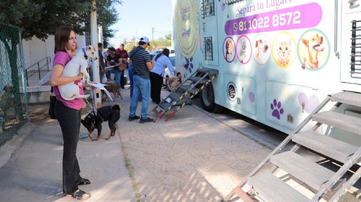 Invitan a esterilización gratis de gatos y perros; requisitos, fechas de la campaña y lugar