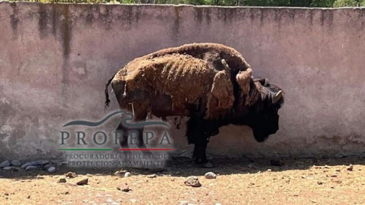 'En los huesos', así viven los animales de este zoológico; Profepa ya investiga denuncias