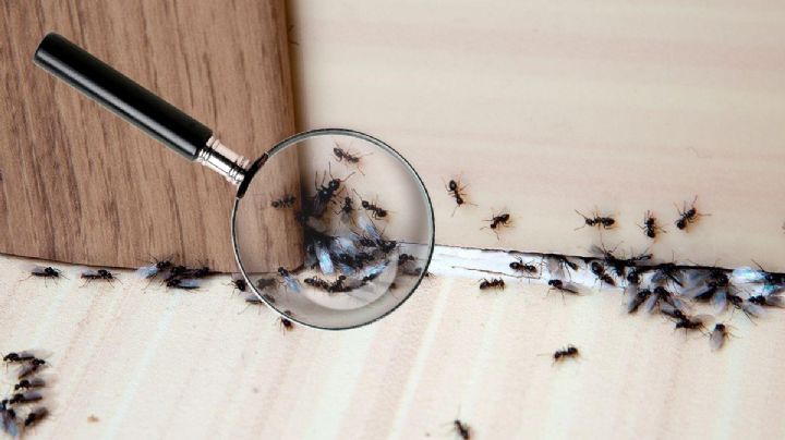 Elimina las hormigas de tu jardín con un solo ingrediente que tienes en la cocina | VIDEO