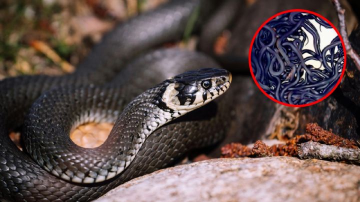 ¡De miedo! Encuentran más de 100 serpientes venenosas en el patio trasero de una casa | VIDEO