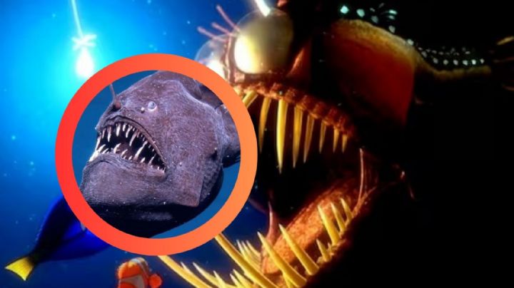 Captan un pez diablo negro a plena luz del día en la costa; es similar al de 'Buscando a Nemo' | VIDEO