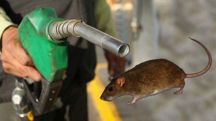 Pemex: ¿cómo reportar una gasolinera que da litros incompletos?