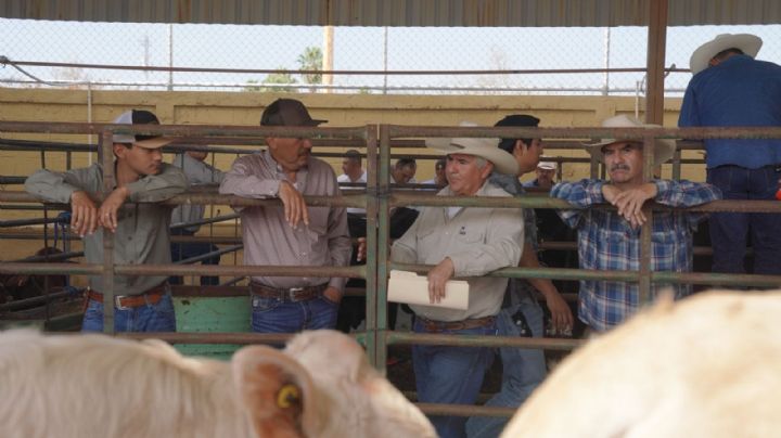 Ganaderos de Nuevo Laredo podrán mejorar la calidad del ganado regional