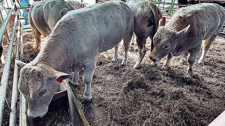 Urge la exportación de ganado rezagado