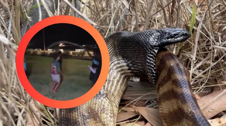 Niños usan a serpiente pitón cabeza negra para saltar la 'cuerda' | VIDEO