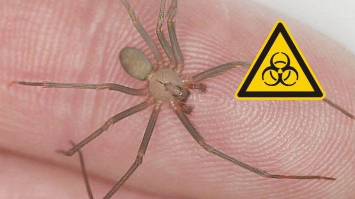 Araña violinista en México: ¿su picadura es mortal?; esto es lo que debes saber