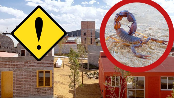 Temporada de calor: estos animales ponzoñosos podrías tener en tu casa o jardín; su veneno es mortal