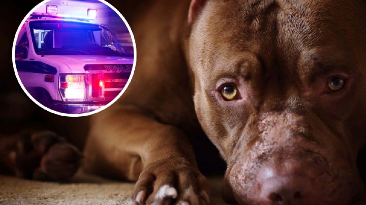 Perro acciona un arma de fuego contra su dueño; el hombre se encontraba dormido