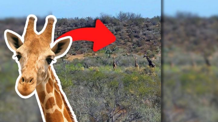 Tres jirafas se 'pasean' entre la maleza y desatan sorpresa en redes sociales | VIDEO