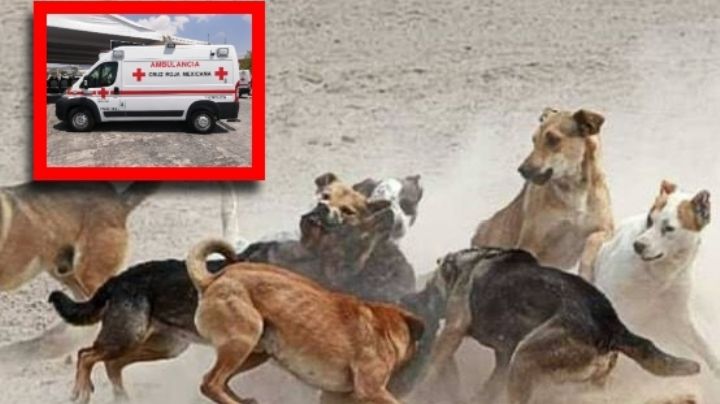 Jauría ataca a joven; fueron más de 10 canes contra él