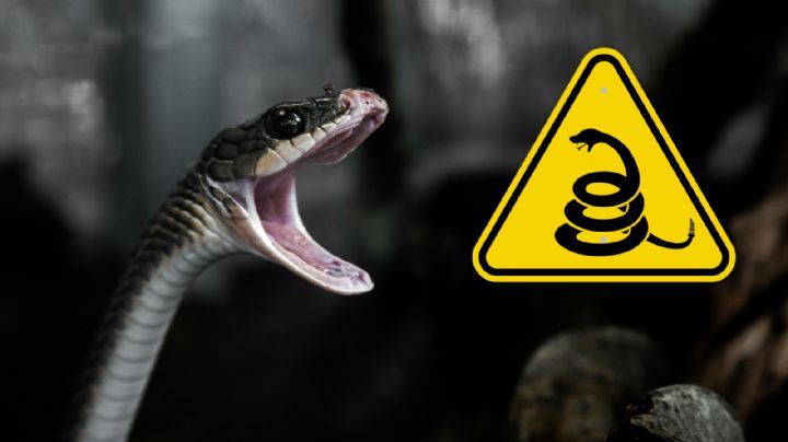 Mordedura de serpiente: ¿qué hacer y qué no hacer ante esta emergencia?
