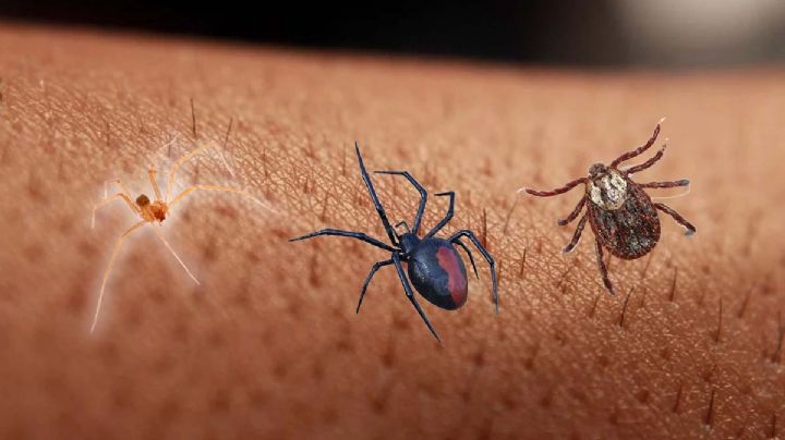 Araña violinista, viuda negra o garrapata, ¿cómo diferenciar los piquetes?