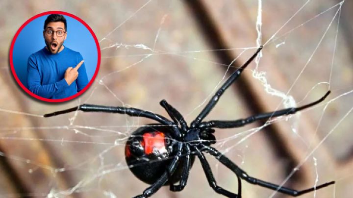 Araña viuda negra: en estos lugares de tu casa se puede esconder, ¡toma precauciones!