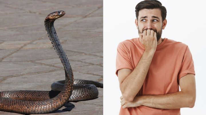 ¿Las serpientes atacan por instinto a los humanos?, esto dicen los expertos