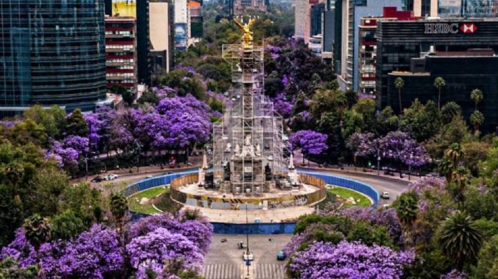 ¡Ya viene la primavera! Los mejores lugares para ver jacarandas en México