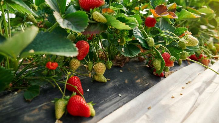 Cultivarán familias de Nuevo Laredo su propia comida