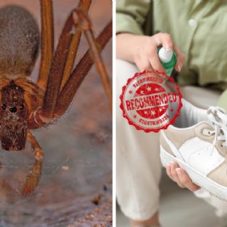 Araña violinista en tu hogar; ¿cómo expulsarla eficazmente?