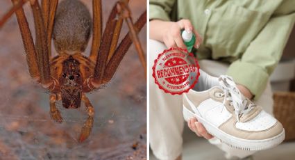 Araña violinista en tu hogar; ¿cómo expulsarla eficazmente?