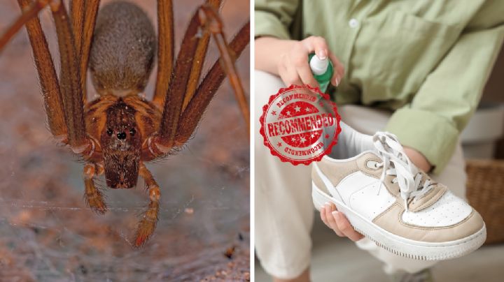 Araña violinista en tu hogar; ¿cómo expulsarla eficazmente?