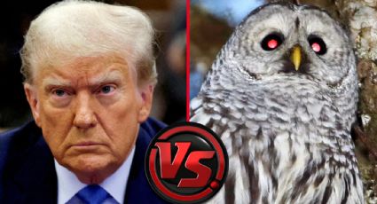 Trump vs. los búhos: ¿por qué pretende gastar más de mil millones de dólares para erradicarlos?
