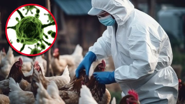 Reportan gripe aviar H7N9 en Estados Unidos: 'es una cepa más mortífera en humanos'