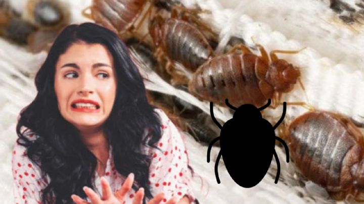 Primavera 2025: estas son las tres plantas que podrían llenar tu casa de chinches