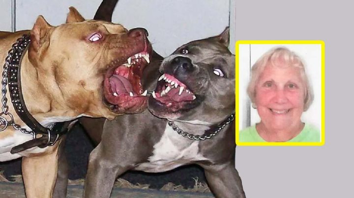 Pitbulls que mataron a abuelita estaban drogados; tenían esta sustancia en su organismo