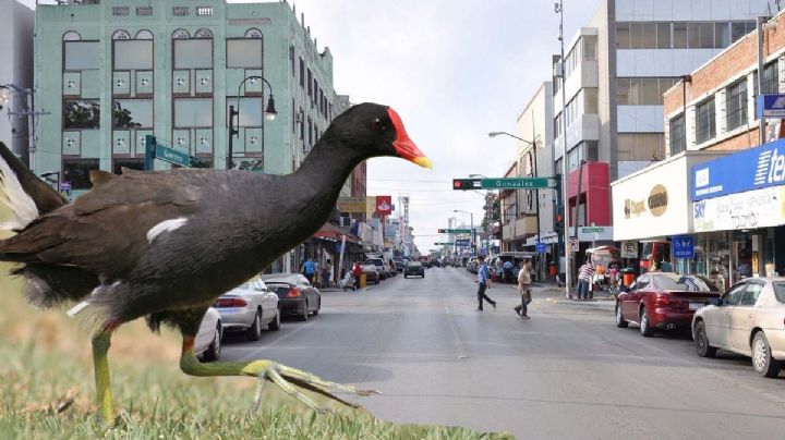 Aparece en Nuevo Laredo gallina africana, ¿qué es y cómo llegó?
