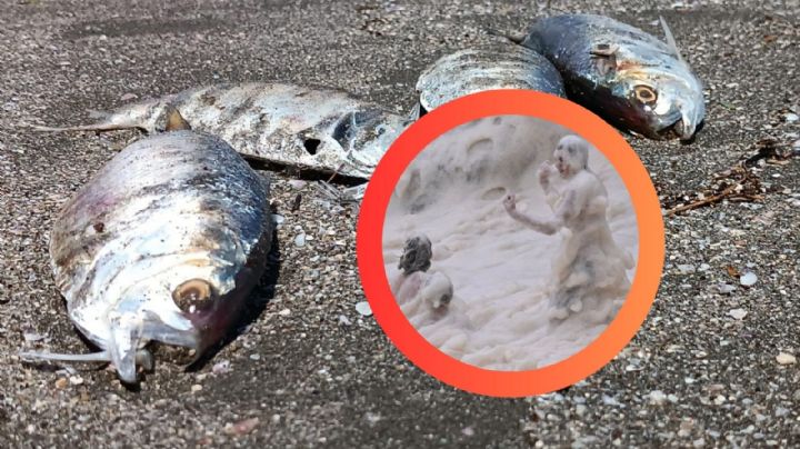 Cierran playas por aparición de decenas de peces muertos y una espuma que provocó malestares a visitantes
