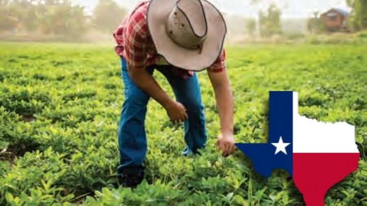 Oferta laboral en Texas: buscan trabajadores agrícolas; estos son los requisitos