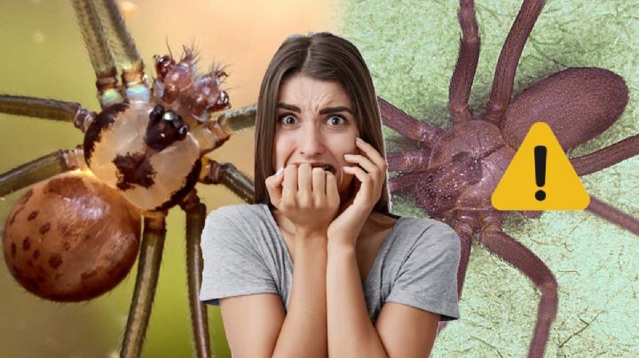 Araña violinista falsa, ¿cómo es y cuáles son los efectos de su picadura?