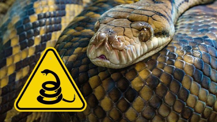 Si tienes esta plaga en casa es más probable que aparezcan serpientes, ¿cuál es?