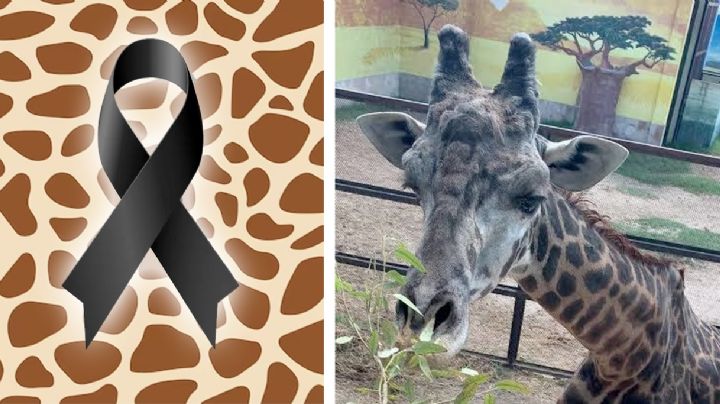 Fallece Bruno, la jirafa más querida de Nuevo Laredo