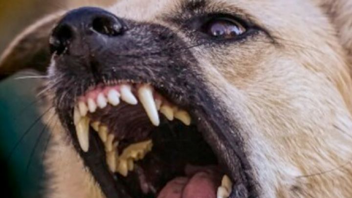 Peligro en la calle Luis Echeverría: vecinos denuncian ataques de perros callejeros