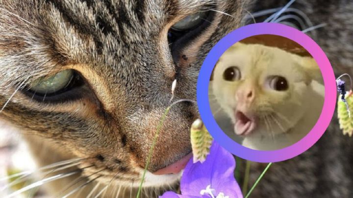 ¿Sabías que los gatos odian estos 10 olores que a ti te encantan?