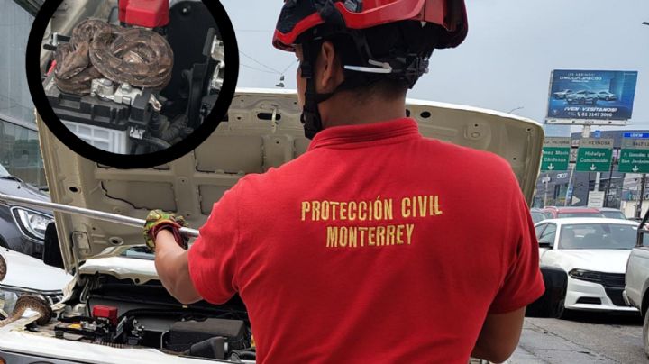Sorprende imponente víbora en agencia de autos en Monterrey | VIDEO